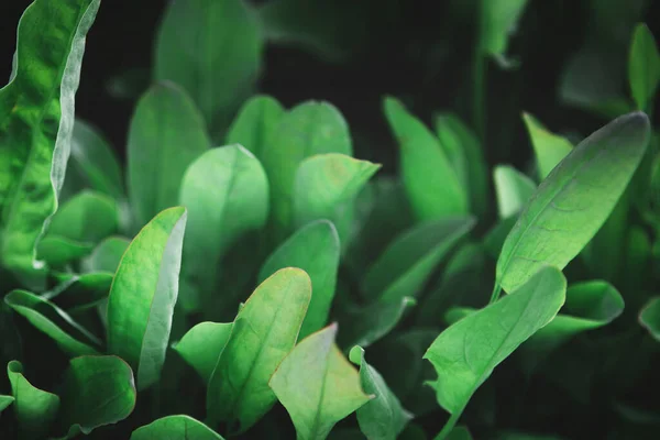 plantas de espinaca